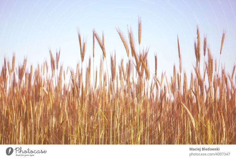 Retro getöntes Bild eines Getreidefeldes. Feld Korn Roggen Natur retro ländlich Landschaft Bauernhof Ernte Ackerbau Müsli altehrwürdig gefiltert Himmel