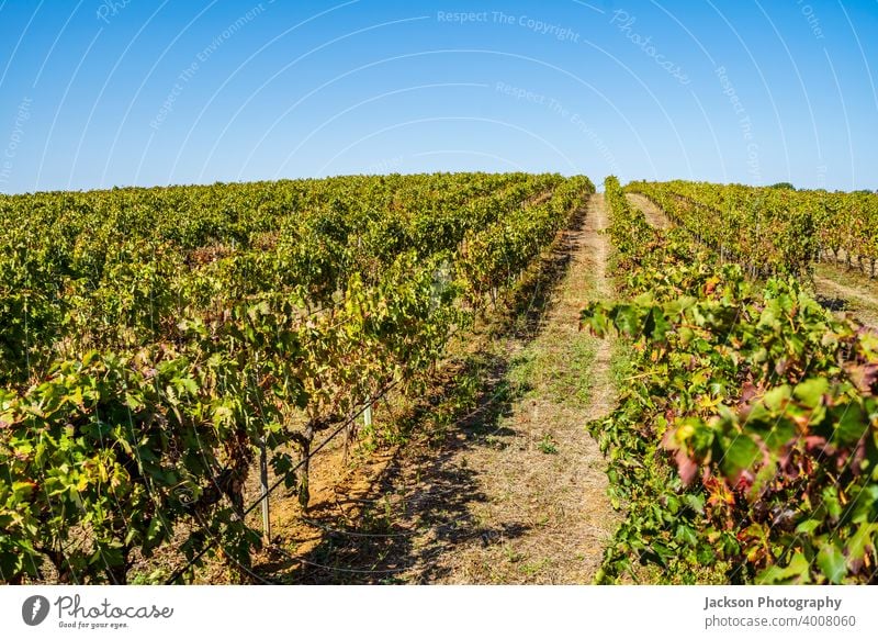 Weinberge von Alentejo im Herbst, Portugal Weinbau Traube reif viele In einer Reihe Tag sonnig Ackerbau rota dos vinhos Route Dienstplan alt fallen grün Feld