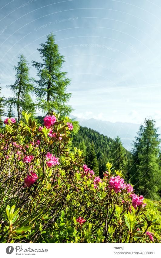 Almrauschwanderung im Frühling. Alpenrosen, Lärchen und Berge Rhododendron ferrugineum Heidekrautgewächse harmonisch Erholung Wohlgefühl Abenteuer Berghang
