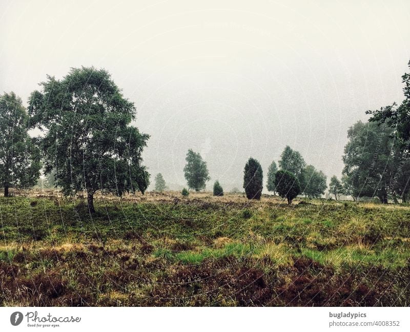 Heide im Nebel Lüneburger Heide Wolken grün Heidekraut Bäume trist herbstlich Herbst Wetter schlechtes Wetter Landschaft Natur Nieselregen dunkel Einsamkeit