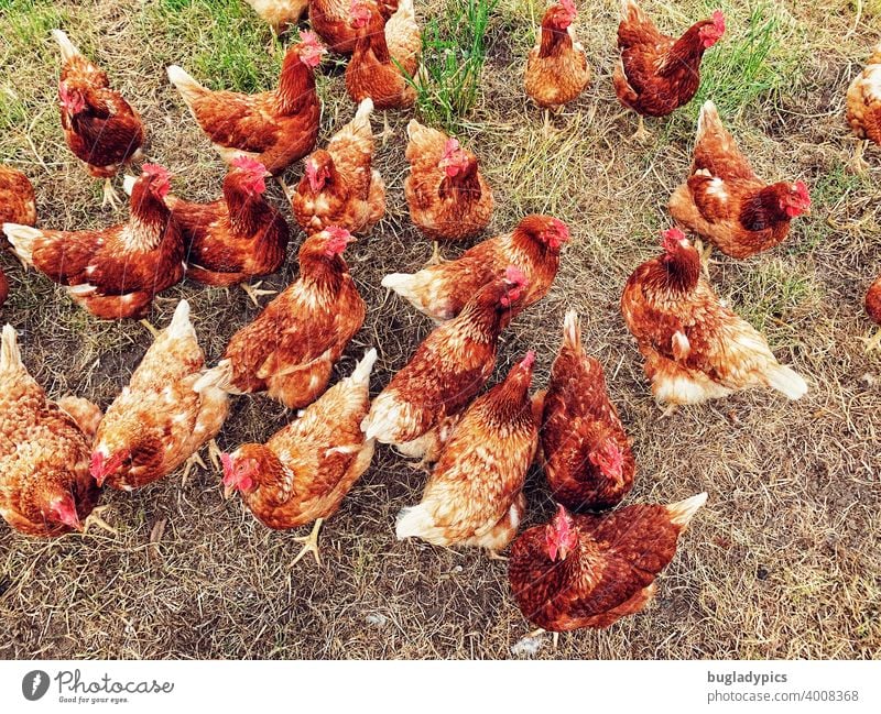 Wilder freilaufender Hühnerhaufen Hühnervögel Vögel Schwarm Rasen Wiese Gehege Vogel Tier Nutztiere Nutztierhaltung Gras Bauernhof Landwirtschaft Tierhaltung