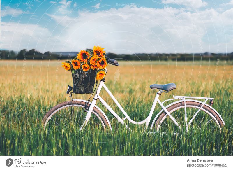 Oldtimer-Fahrrad mit Sonnenblumen Korb altehrwürdig stylisch Blumenstrauß Frau retro Rad romantisch weiblich England Großbritannien Europa außerhalb im Freien