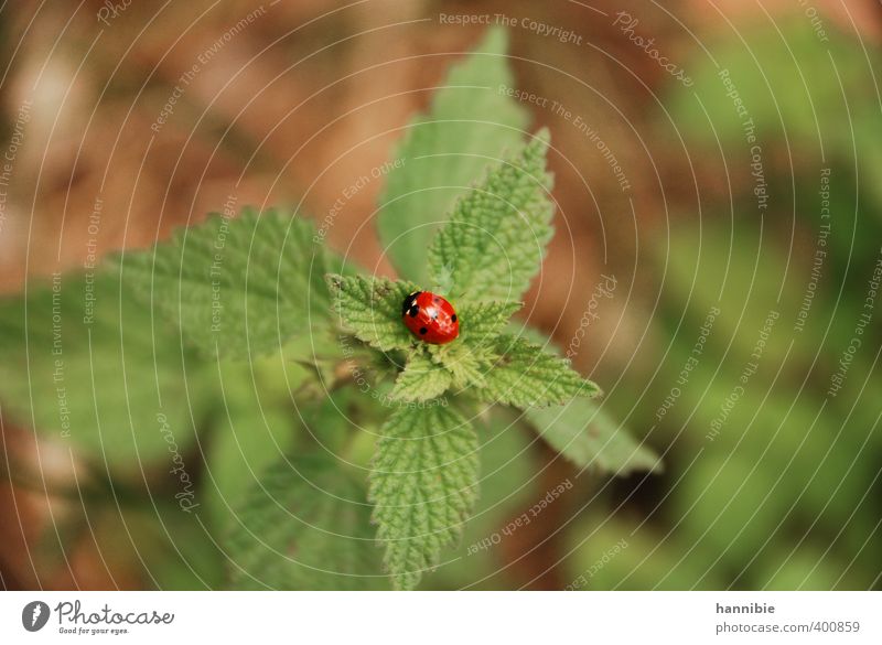 ...bringt glück... Natur Pflanze Tier Nutztier Käfer 1 Freundlichkeit glänzend klein rund grün rot schwarz Marienkäfer Blatt Farbfoto mehrfarbig Außenaufnahme