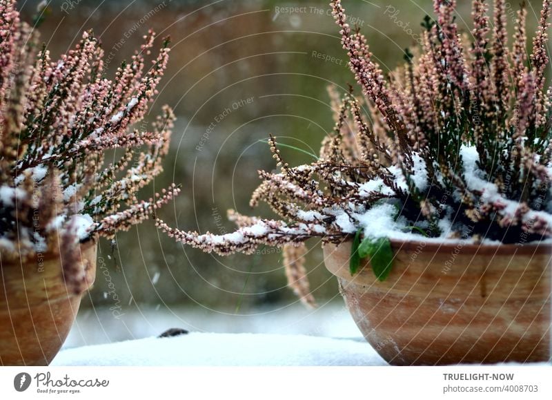 Knospenheide, calluna vulgaris, Winterheide steht in Terracotta Pflanzschalen und trägt noch immer ihre blass rosa Blüten des Herbstes ganz unbeeindruckt vom leuchtend weißen Schnee auf ihren Zweigen