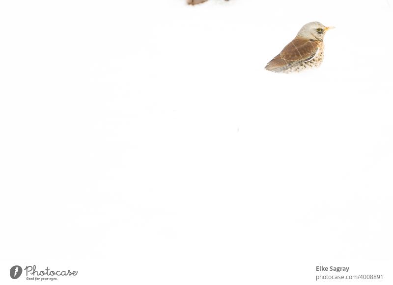 Wachholdadrossel  versunken im Schnee... vogel Natur Außenaufnahme Winter Farbfoto Feder weiß Schnabel Hals Auge kalt