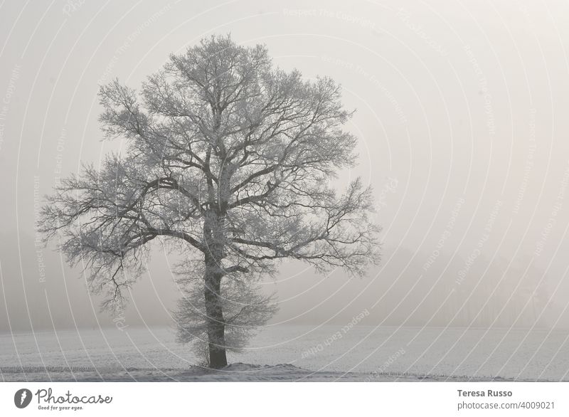 Vereiste Baum in verschneiten Feld auf nebligen Wintermorgen gefroren Winterlandschaft Wintertag Windstille Winterstimmung weiß hübsch Landschaft Natur