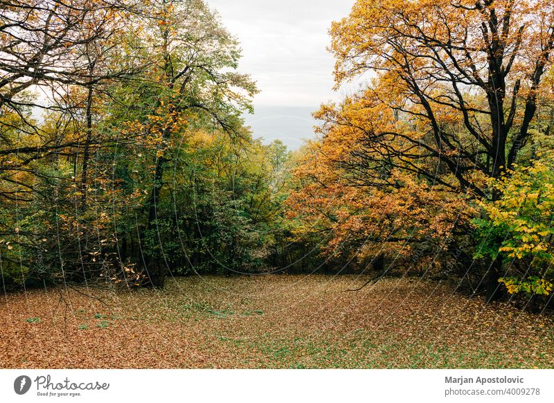 Blick in den Wald im Herbst Abenteuer Hintergrund schön Buchsbaum Ast Farbe farbenfroh Tag Umwelt Europa erkunden fallen Laubwerk Forstwirtschaft golden grün