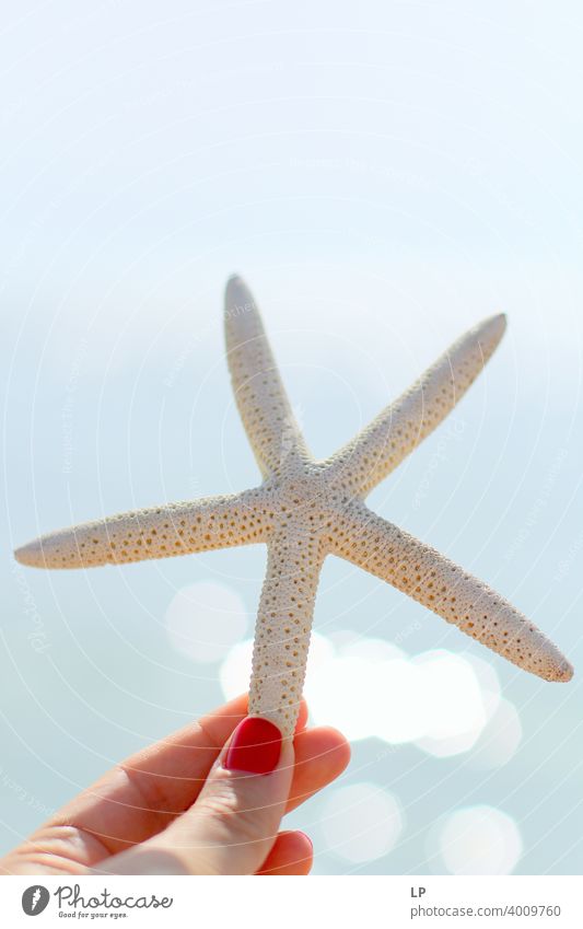 weißer Sternfisch, gehalten von der Hand einer Frau Hoffnung Spielen finden Gefühle und Emotionen Feiertag Sommerurlaub sich[Akk] entspannen Zen Muschel