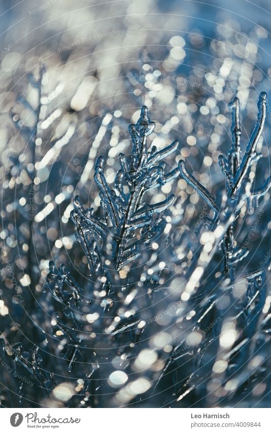 In klirrender Kälte eingefrorene Pflanzen Kälteschock kälteeinbruch kältegefühl winter kalt frieren Frost frostig Winterstimmung Wintertag winterlich