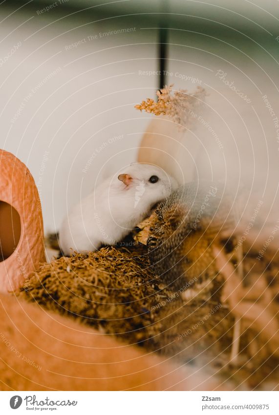 Hamster hamster haustier nagetier nager essen gehege weiß klein niedlich Fell Nagetiere Tierporträt Schwache Tiefenschärfe