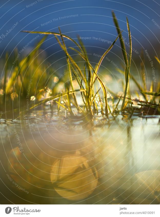 Gräser im Wasser bei Sonnenuntergang Gras Bach Licht Spiegelung Wasserspiegelung Himmel Reflexion & Spiegelung Menschenleer Außenaufnahme Farbfoto Natur