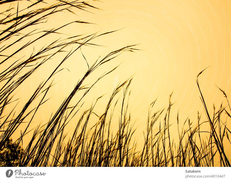 Getrockneter Grashalm und klarer Abendhimmel Sonnenuntergang Himmel Natur Feld Sommer Pflanze Stengel Landschaft schön gelb Licht Blume im Freien Sonnenlicht