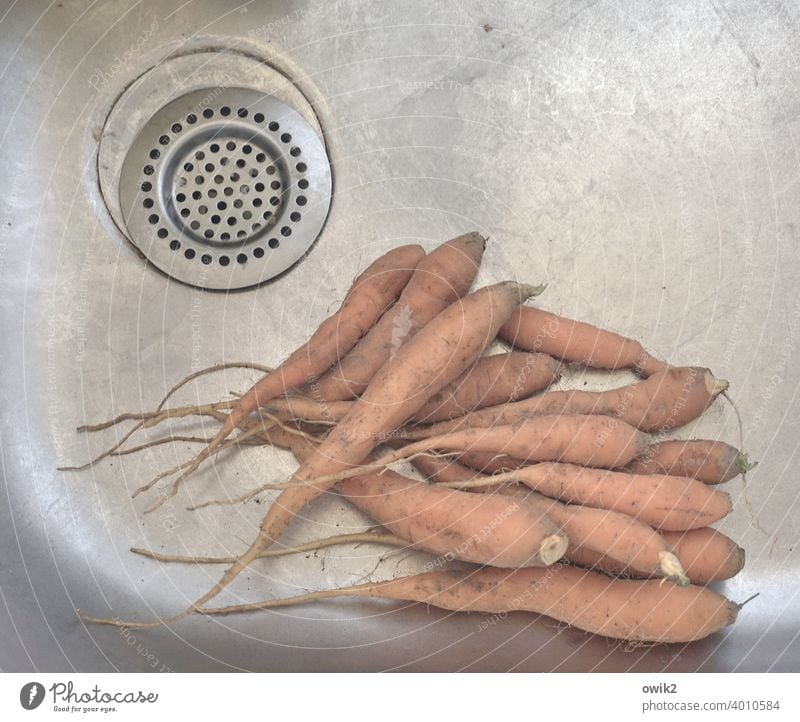 Dicke Wurzeln Möhren Waschbecken Reinigen Waschen Küche Karotten Bioprodukte orange Nahrung Ernährung Nahrungsmittel Gemüse putzen Farbfoto Gesunde Ernährung