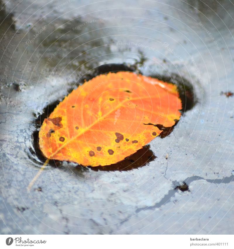 Verfallsdatum überschritten | aber gut konserviert Wasser Herbst Pflanze Blatt Schwimmen & Baden authentisch fest Flüssigkeit nass blau orange Natur Überleben