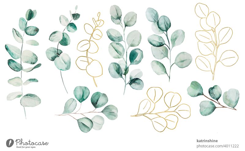 Aquarell Eucaliptus Blätter Set Illustration Wasserfarbe Eukaliptus Ast golden Zeichnung grün tropisch Grafik u. Illustration Dschungel Papier botanisch Blatt