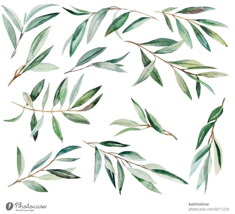 Aquarell-Olivenzweig Illustration oliv Wasserfarbe Sommer handgezeichnet tropisch Element Dekoration & Verzierung Ornament Einladung Italienisch Blatt Laubwerk