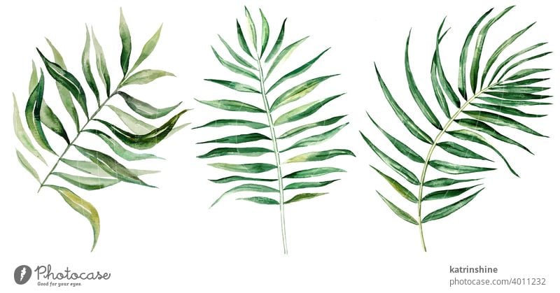 Aquarell-Palme tropische Blätter Illustration Wasserfarbe Handfläche Zeichnung grün Grafik u. Illustration Dschungel Papier botanisch Blatt exotisch