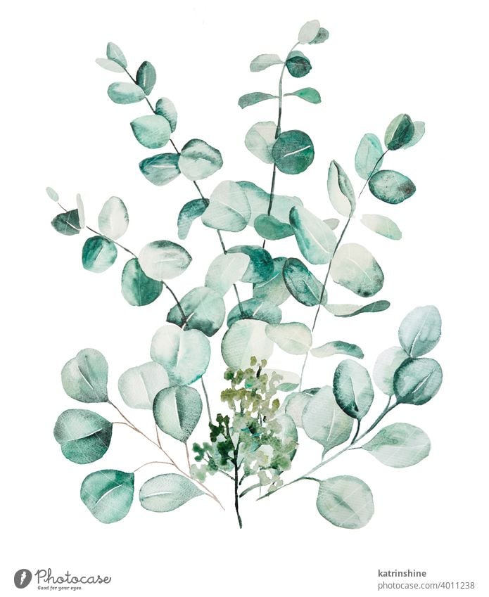 Aquarell Eucaliptus Blätter Set Illustration Wasserfarbe Eukaliptus Ast Blumenstrauß Zeichnung grün Grafik u. Illustration golden Papier botanisch Blatt