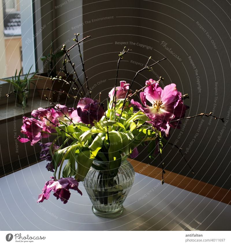 Strüßje Making of Tulpen Blumenstrauß Vase Frühling Blüte Innenaufnahme Pflanze Dekoration & Verzierung Farbfoto Blühend Natur Menschenleer schön Nahaufnahme