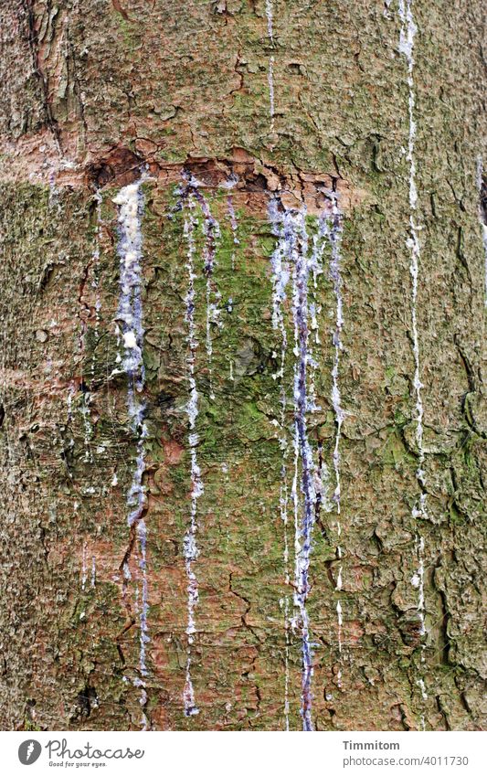 Baumstamm mit Harz Wunde Baumharz Spuren Baumrinde geschädigt Holz Schutz