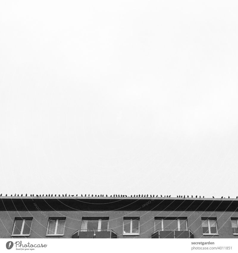 Auf der Lauer, auf der Mauer..... Dachkante Tauben Vögel minimalistisch Himmel Vogel Architektur Haus Wohnhaus Außenaufnahme fliegen reih und glied Reihe