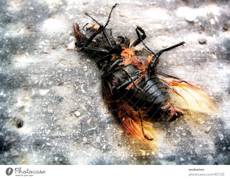 Käfer in der Stadt treten Stadtleben Verkehr Tod Bodenbelag liegen