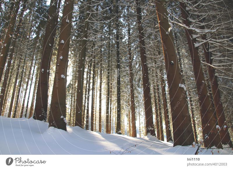 Sonnenstrahlen und Schnee im Fichtenwald schneebedeckt Winter schönes Wetter Sonnenschein Bäume kalt Winterfreude Lichtspiel verschneit Winterspaziergang
