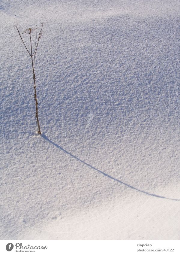 Pflanze Schatten Winter Schnee