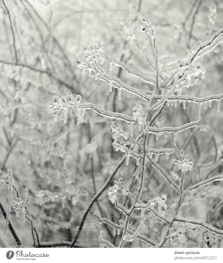 Kahle, mit Eiszapfen bedeckte Baumäste nach einem Eissturm Natur Naturerlebnis Umwelt Landschaft Außenaufnahme Tag Menschenleer Zentralperspektive ästhetisch