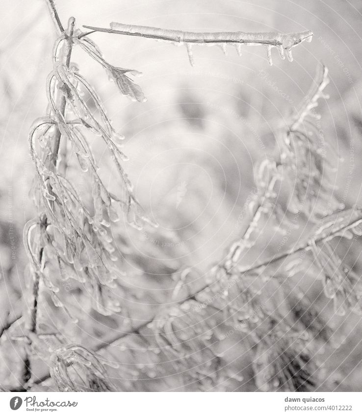 Mit Eiszapfen bedeckte Baumzweige und Blätter nach einem Eissturm Natur Naturerlebnis Umwelt Landschaft Außenaufnahme Tag Menschenleer Zentralperspektive