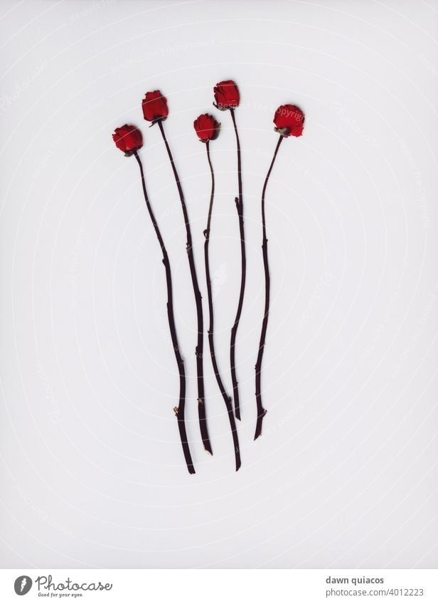 Fünf rote langstielige, dornenlose Rosen, die von Blättern befreit sind fünf Rosen Farbe Blumen geblümt Valentinsgruß romantisch Hochzeit rote Rosen