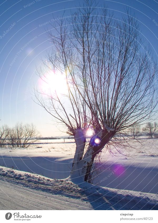 allein Baum Winter Schnee Sonne