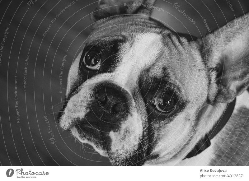 Französische Bulldogge schaut in die Kamera in schwarz und weiß französische Bulldogge Hund Hundegesicht Tierporträt schwarz auf weiß Porträt Haustier niedlich
