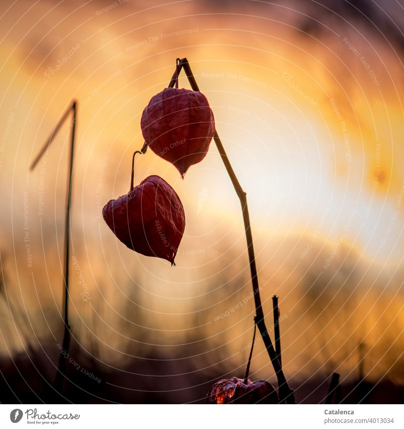 Früchte der Physalis  am Abend Natur Flora Pflanze Solanaceae Nachtschattengewächse Lampionblume Frucht Dämmerung Himmel schönes Wetter Abendlicht Orange Rot
