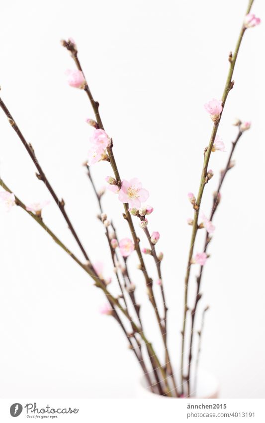 Zweige mit rosafarbenen Blüten Frühling Ostern Natur Farbfoto Menschenleer schön Garten natürlich Blühend Ast Dekoration & Verzierung Frühlingsgefühle