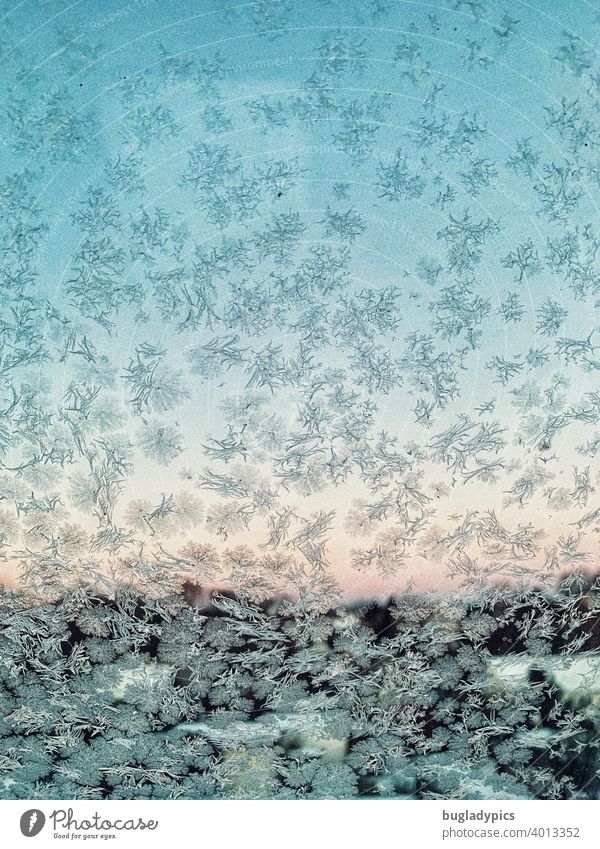 Frostige Aussichten Fenster Fensterscheibe Fensterblick Eisblumen frostig Winter kalt gefroren frieren Eiskristall Kristallstrukturen weiß blau Raureif morgens