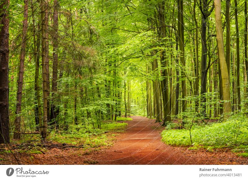 Ein Frühlingsspaziergang in einem Wald bei Berlin Buchen Fichten Weg Spaziergang menschenleer Landschaft Außenaufnahme Baum Natur Umwelt Farbfoto Bäume wandern