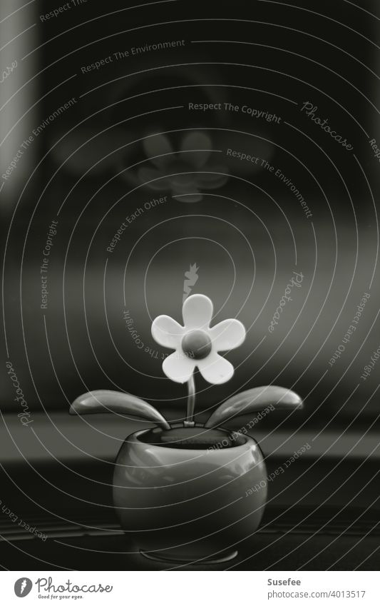 Wackelblümchen ohne Farbe schwarzweiß Blume Blümchen Wackelblume Auto Deko Reflektion Spiegelung Sommer Nahaufnahme Schön