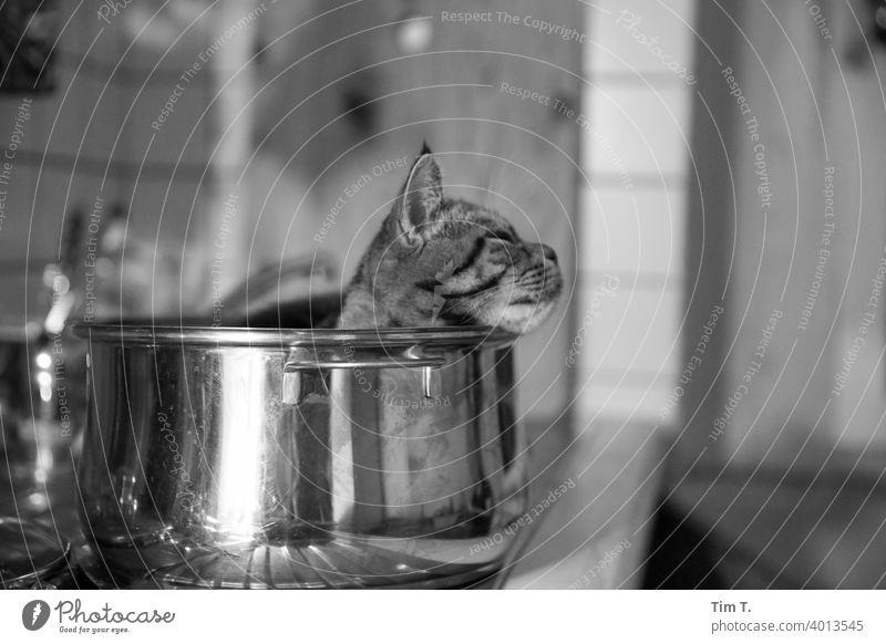 der Kater relaxt im Topf Katze Küche relaxation Tier Hauskatze niedlich Tiergesicht Schnurrhaar kuschlig Haustier Tierporträt Katzenkopf Fell Schnauze schlafen