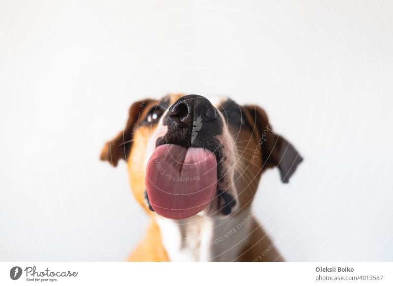 Hund mit leckender Zunge, Nahaufnahme, Schuss durch das Glas. Lustiges Haustierporträt, Fokus auf die Zunge Tier Körperteile Großaufnahme Textfreiraum