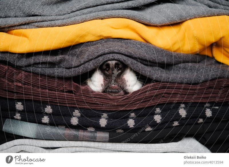 Hundenase versteckt sich zwischen Texturen von Pullovern und warmer Kleidung. Konzept der Wintersaison und Haustiere während der Kälte, Winterschlaf Tiere