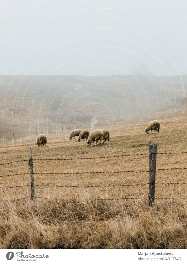 Schafe auf der nebligen Wiese Herde Landschaft Tier Bauernhof Viehbestand heimisch Natur Wolle Schwarm Berge u. Gebirge Nebel Landwirtschaft Winter malerisch