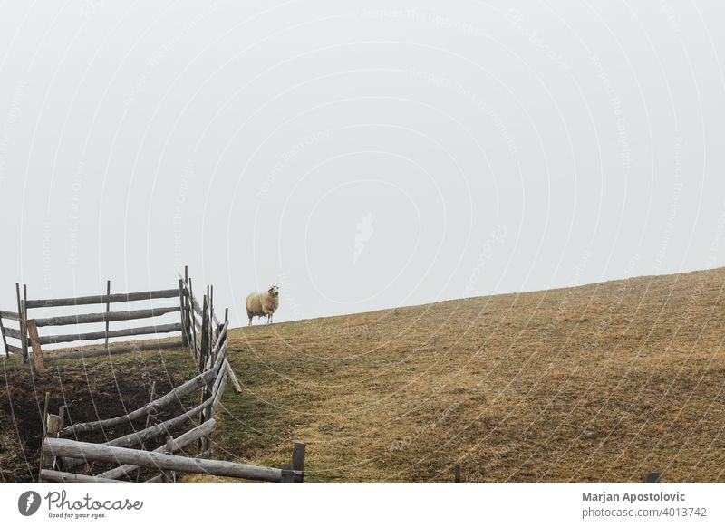 Schafe auf der nebligen Wiese Herde Landschaft Tier Bauernhof Viehbestand heimisch Natur Wolle Schwarm Berge u. Gebirge Nebel Landwirtschaft Winter malerisch