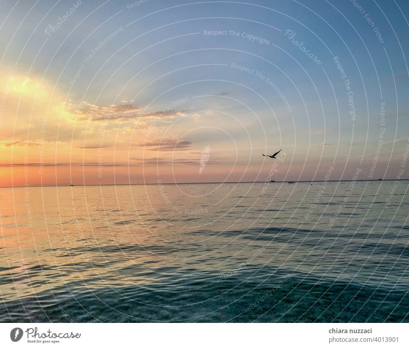 Sonnenuntergang und Möwe auf der Insel Elba Sonnenuntergangsstrand Strand Meer Wasser Sommer Ferien & Urlaub & Reisen Himmel Horizont Erholung Vogel Natur