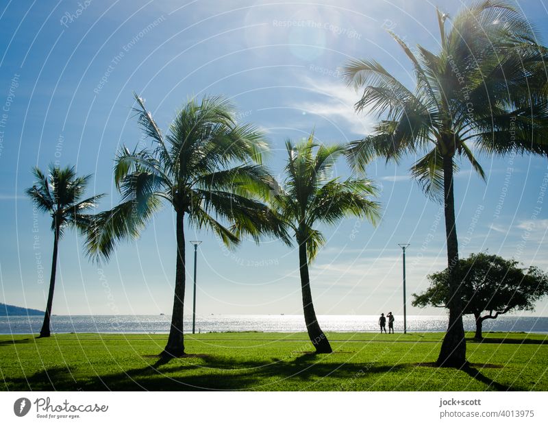 Palmen, Personen und viel Panorama Pazifik Küste Wiese exotisch Horizont tropisch Silhouette Panorama (Aussicht) Australien Gegenlicht Sonnenlicht Spaziergang