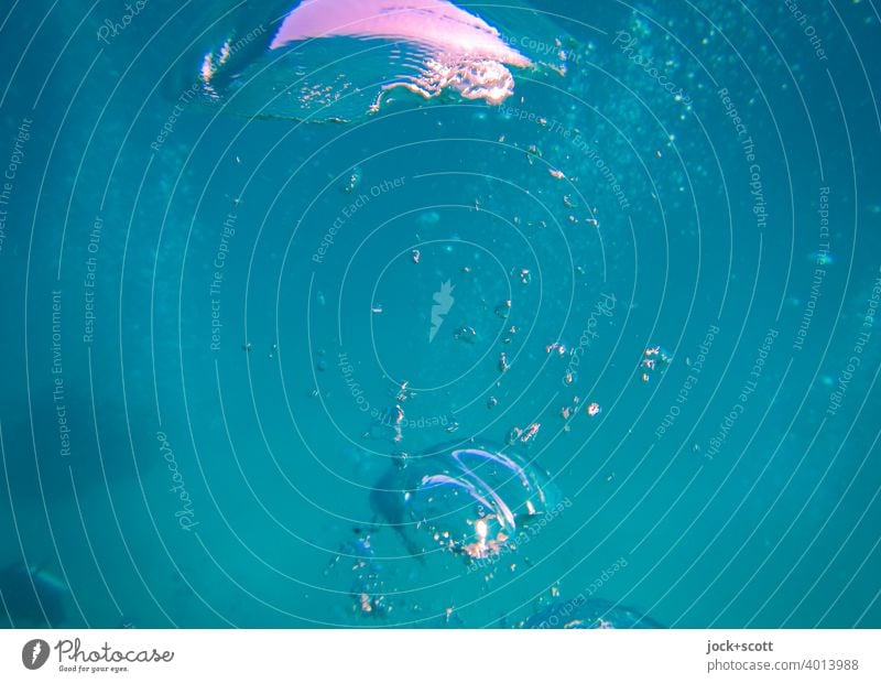 Luftblasen im bläulichen Wasser Pazifik Wärme Meerwasser Unschärfe Australien Unterwasseraufnahme meer von unten nach oben türkis Reflektion unter Wasser blau