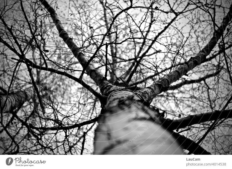 Blick in die Baumkrone einer Birke Äste Stamm Herbst November schwarz-weiß Natur Himmel Außenaufnahme Zweige Landschaft Baumstamm Ast Wald Winter