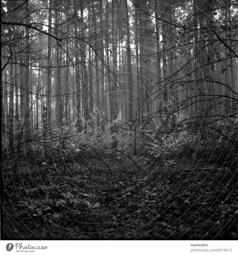 Dark Forest Wald Herbst Baum analog rollfilm Laub Mischwald traum geheimnis unheimlich natur Waldwirtschaft dämmerung Spaziergang wandern draussen gesund sport