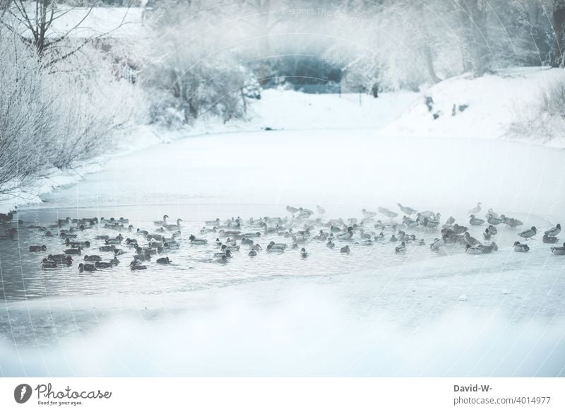 Enten auf einem zugefrorenem See im Winter Eiszeit Tiere Schnee kälte Frost eisig kühl Wasser Winterstimmung Wintertag winterlich kalt Dezember