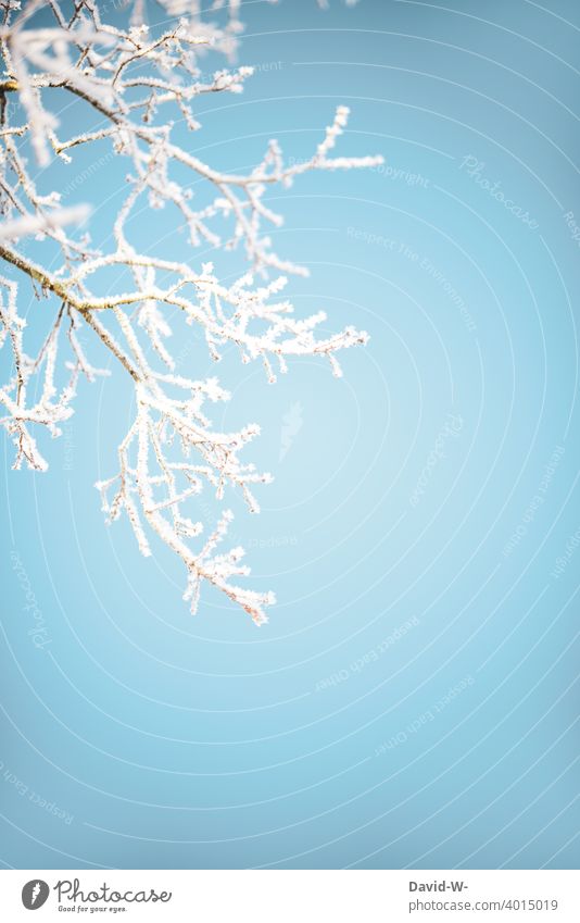 mit Raureif überzogene Äste im Winter kälte frost kühl Wintereinbruch Winterstimmung winterlich Dezember Ast Pflanze Baum blau frieren